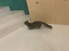 -飞行喵MR PILOT|猫舍·猫咖(静安大融城店)