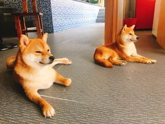 -柴源莊·柴小宠柴犬咖啡