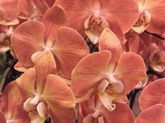 -双季花艺园艺市场(浦东店)