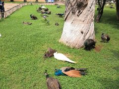 -昆明动物园