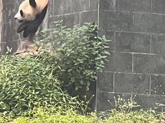 -中国大熊猫保护研究中心雅安碧峰峡基地