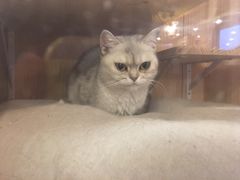 -猫的茶·猫咖