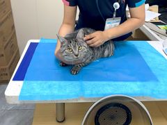 -美联众合爱康动物医院•复杂内科•肿瘤科•牙科•腔镜诊疗中心
