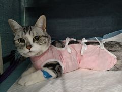 -纳吉亚猫专科动物医院博雅分院