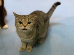 -猫色咖啡·猫咖