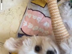 -美联众合爱康动物医院•复杂内科•肿瘤科•牙科•腔镜诊疗中心