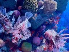 -暹罗海洋世界