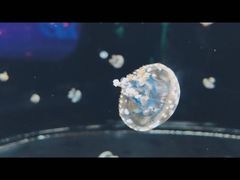 -重庆欢乐海底世界