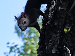 -帽儿山国家森林公园