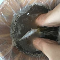 -派恩宜灰指甲·甲沟炎·鸡眼康护