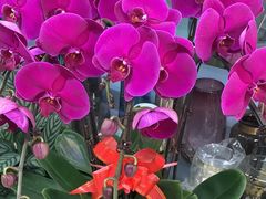 -花心思鲜花店(武昌徐东店)