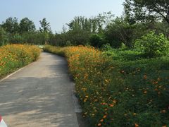 -桤木河湿地公园