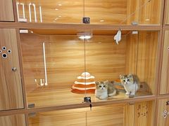 -猫十亿·布偶金渐层·曼基康矮脚猫舍(青年路店)