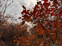 -北京西山国家森林公园