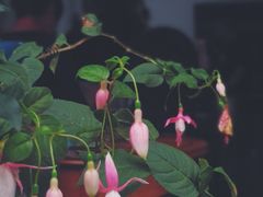 -海窝子古镇