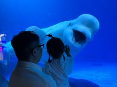 -海合安成都极地海洋公园