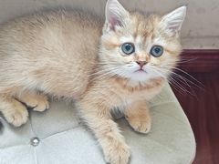 -艾贝尔宠物医院 ·内科全科(梁溪路店)