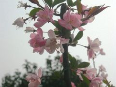-南汇桃花村
