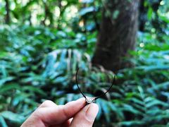 -西双版纳原始森林公园