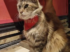 -猫色咖啡·猫咖