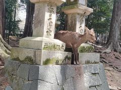 -奈良公园