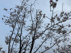 -自然谷恐龙园