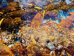 -驻海渔市(置信店)