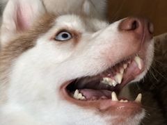 -Husky Go! 哈士奇体验馆·宠物咖啡厅狗咖