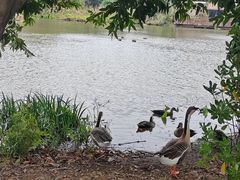 -海珠湖公园