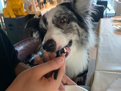 -百好乐宠物友好餐厅(朝外大街店)