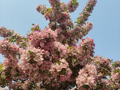 -海棠花溪(元大都城垣遗址公园)
