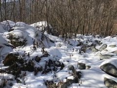 -卧龙中华大熊猫苑神树坪基地