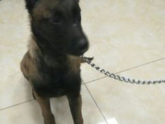 -仁华宠物医院(青羊店)