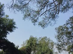 景点-金鸡山公园