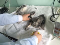 -纳吉亚猫专科动物医院博雅分院