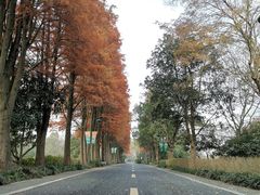 -西溪国家湿地公园