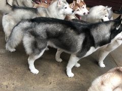 -TrueLove @ Neverland (Husky Cafe)