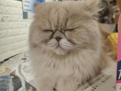 -平行世界·猫咖(首经贸店)