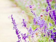 -紫海香堤香草艺术庄园