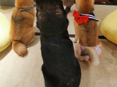 -逗柴咖啡屋·狗咖猫咖宠物桌游