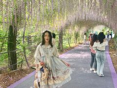 -大塘金香草谷