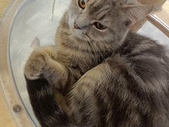 -楼上猫咖(罗湖店)