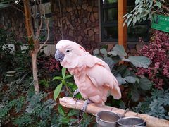 -南宫五洲植物乐园