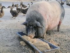 -金花茶公园