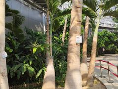 -北京植物园-展览温室