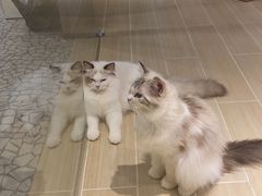 -momokira米努特·德文卷毛猫·棉花面纱犬