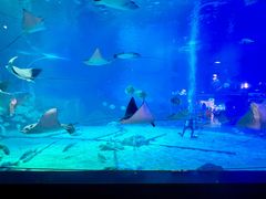 -烟台海昌鲸鲨海洋公园