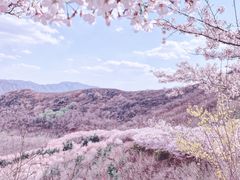 -樱花山风景区