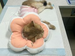 -天宠宠物医院24小时·急重症诊疗中心·全科·腔镜特色(和平分院)