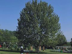 -洛阳郁金香牡丹园